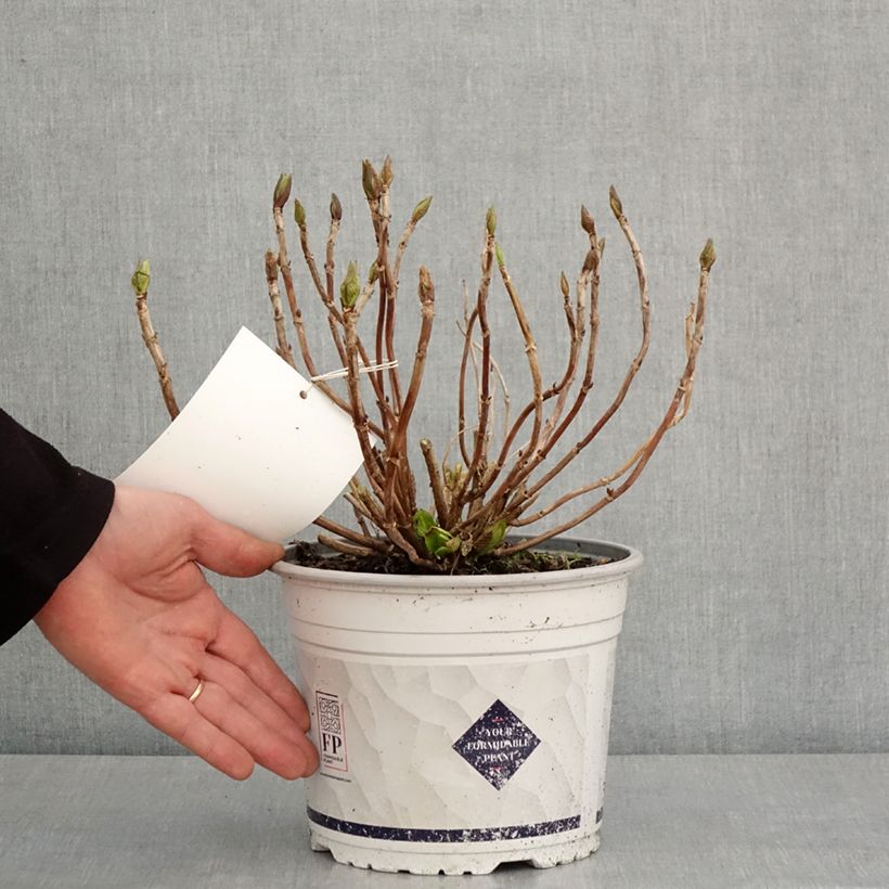 Hydrangea macrophylla Stellar Pink - Mophead Hydrangea 4L/5L pot sample as delivered in winter