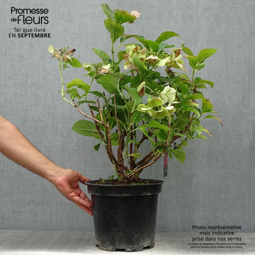 Hydrangea macrophylla Teller Pink 7.5L/10L pot sample as delivered in autumn