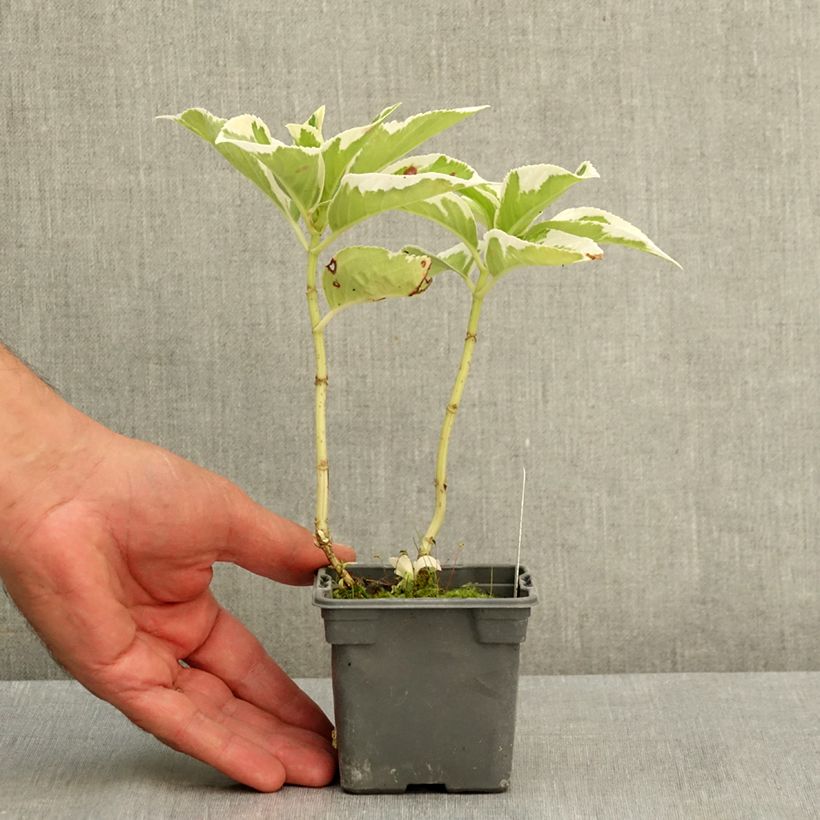 Hydrangea macrophylla Tricolor 8/9 cm pot sample as delivered in summer
