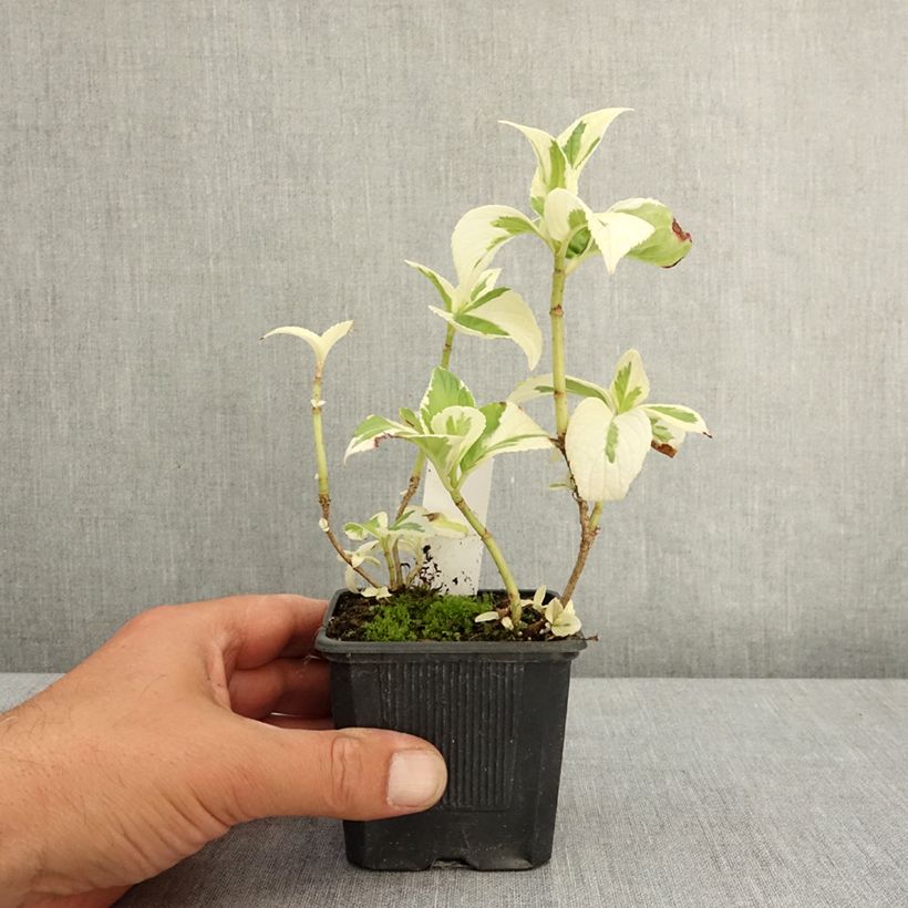 Hydrangea macrophylla Tricolor 8/9 cm pot sample as delivered in spring