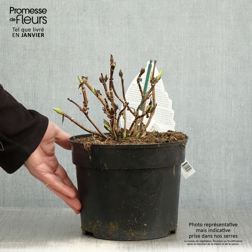 Hydrangea macrophylla Verdi 4L/5L pot sample as delivered in winter