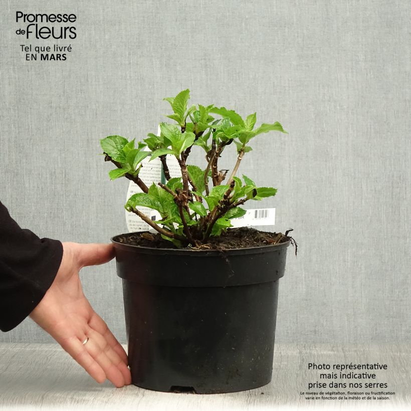 Hydrangea macrophylla Verdi 4L/5L pot sample as delivered in spring