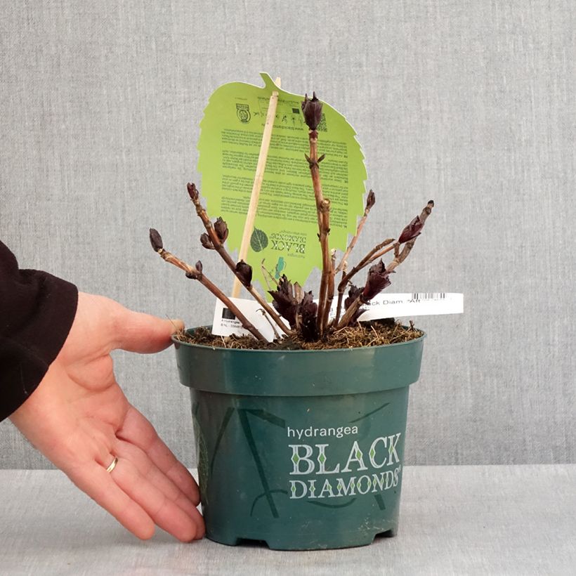 Hydrangea macrophylla x serrata After Midnight - Mophead Hydrangea 2L/3L pot sample as delivered in winter