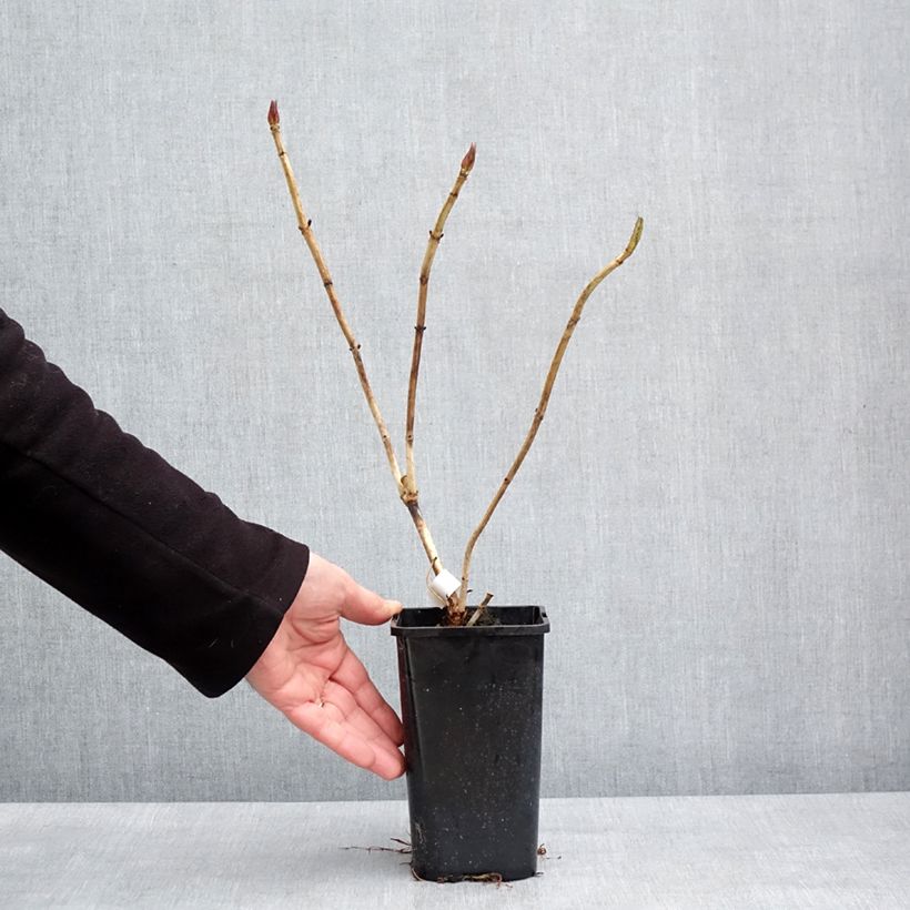 Hydrangea macrophylla Inspire 1.5L/2L pot sample as delivered in winter