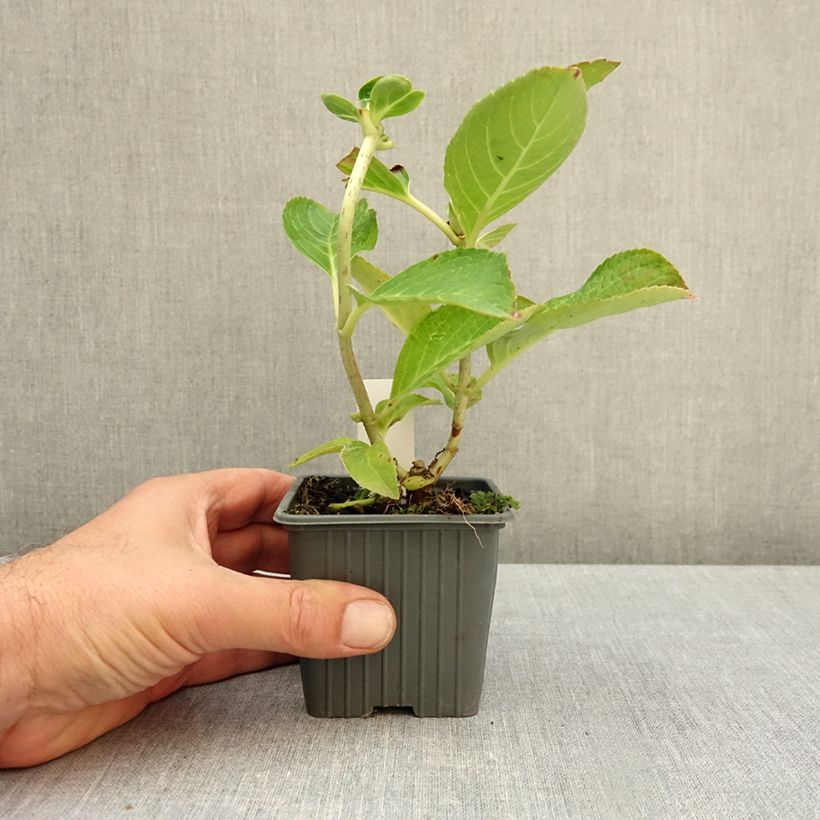 Hydrangea macrophylla Love - Mophead Hydrangea 8/9 cm pot sample as delivered in autumn