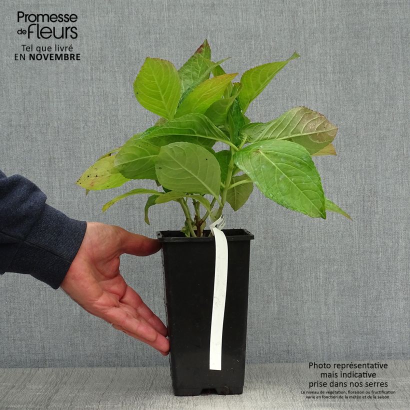 Hydrangea macrophylla You and Me Romance 1.5L/2L pot sample as delivered in autumn