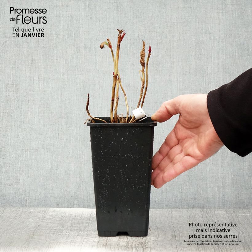 Hydrangea macrophylla You and Me Romance 1.5L/2L pot sample as delivered in winter