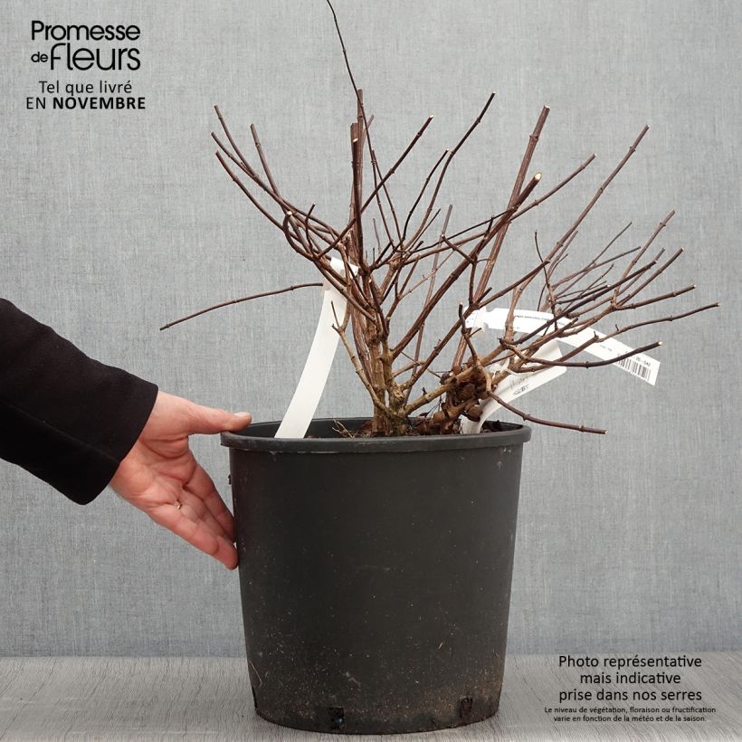 Hydrangea paniculata Diamant Rouge 7.5L/10L pot sample as delivered in autumn