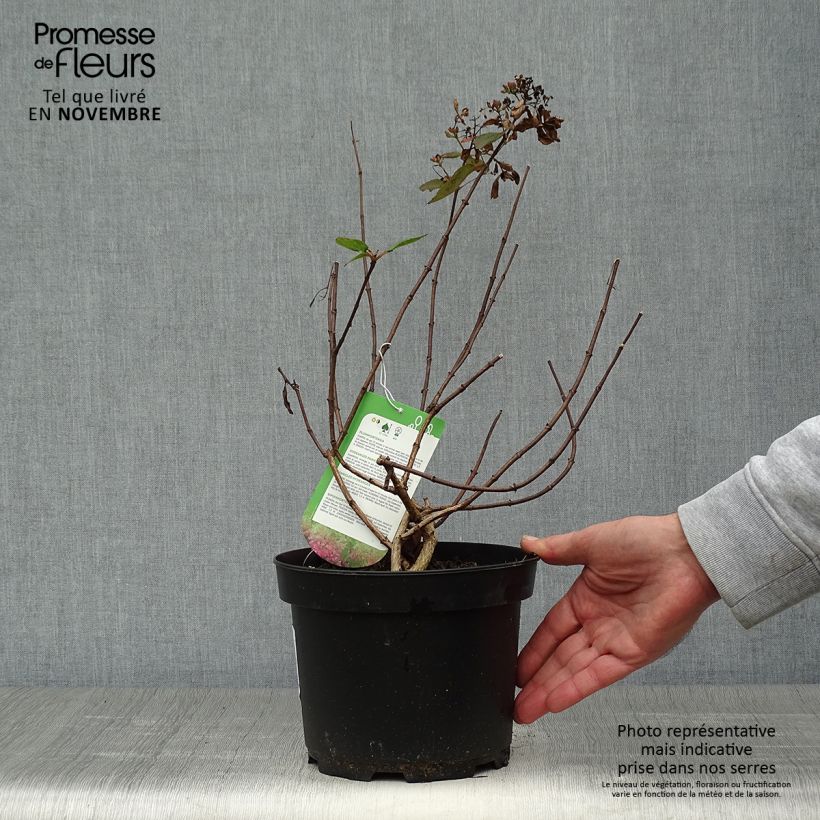 Hydrangea paniculata Diamant Rouge 2L/3L pot sample as delivered in autumn