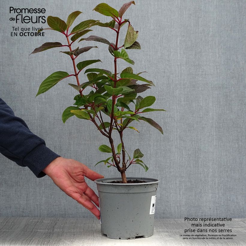 Hydrangea paniculata Early Sensation 3L/4L pot sample as delivered in autumn