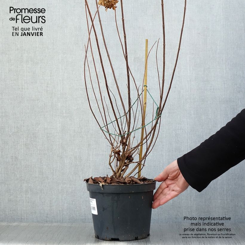 Hydrangea paniculata Graffiti 4L/5L pot sample as delivered in winter