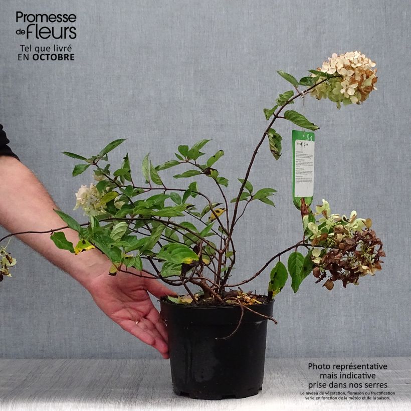 Hydrangea paniculata Grandiflora 3L/4L pot sample as delivered in autumn