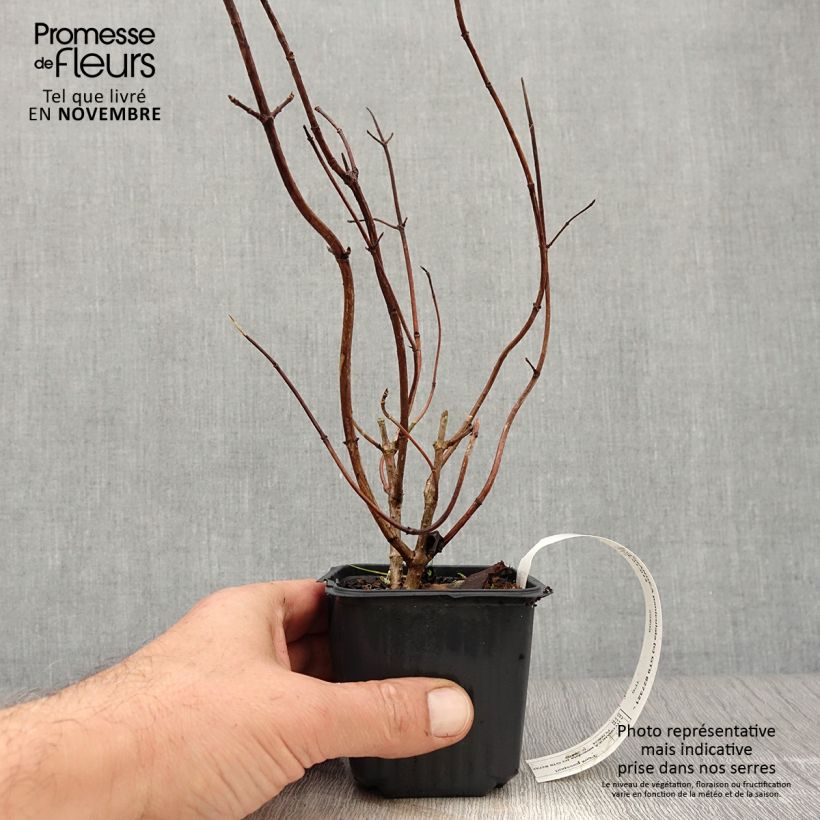 Hydrangea paniculata Grandiflora 8/9 cm pot sample as delivered in autumn