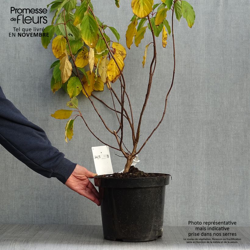 Hydrangea paniculata Great Star Le Vasterival 7.5L/10L pot sample as delivered in autumn