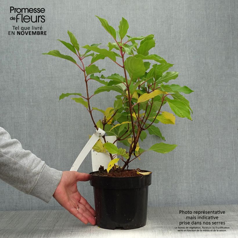 Hydrangea paniculata Great Star Le Vasterival 3L/4L pot sample as delivered in autumn