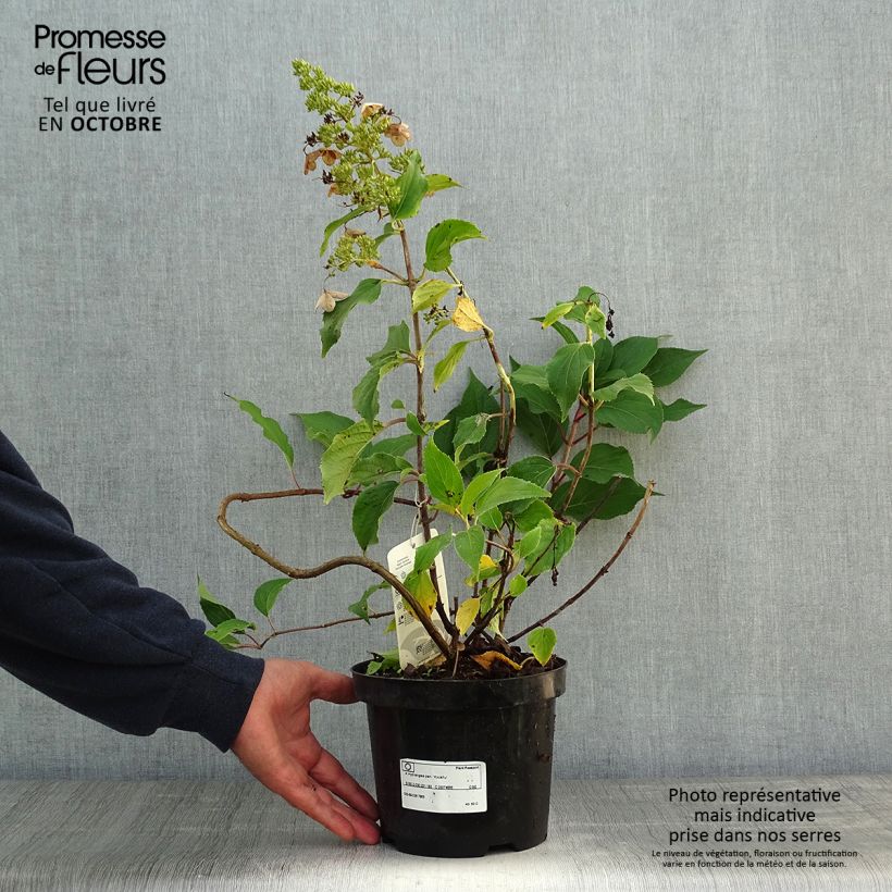 Hydrangea paniculata Kyushu 3L/4L pot sample as delivered in autumn