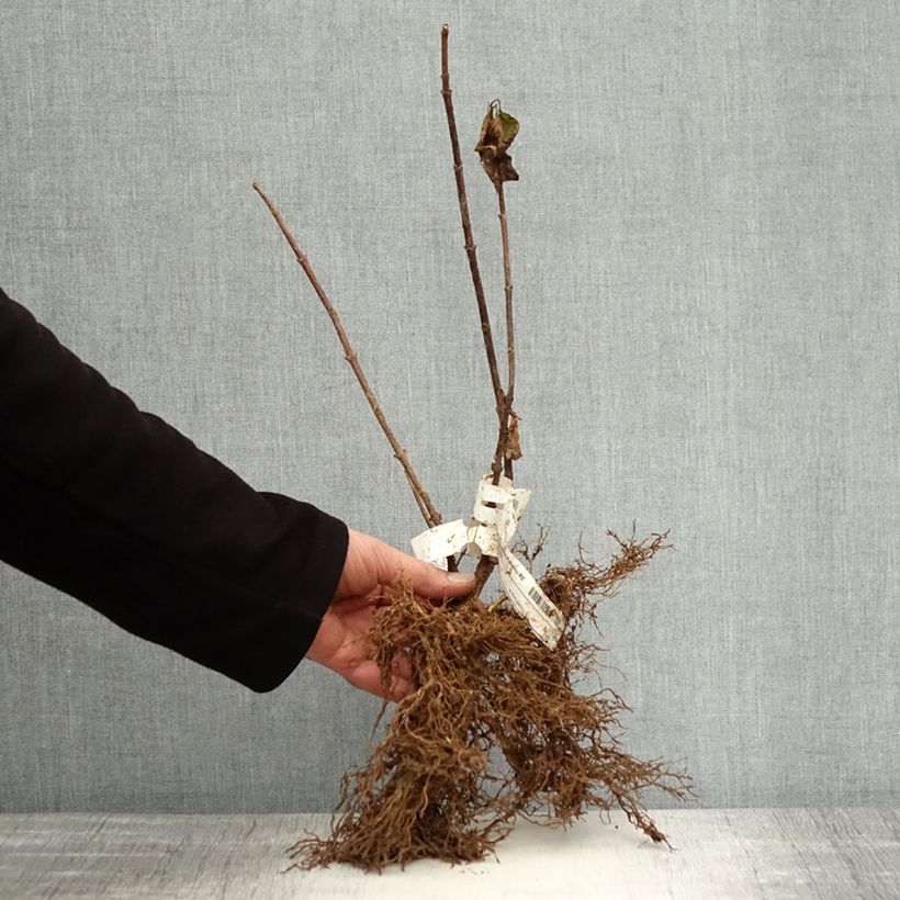 Hydrangea paniculata Kyushu Bare root sample as delivered in winter