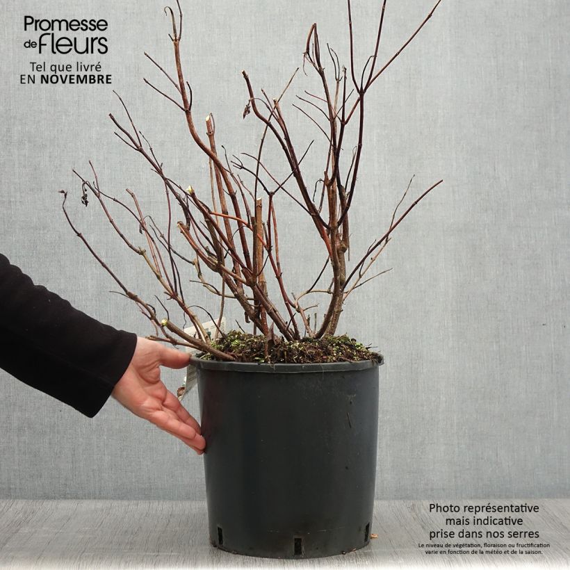 Hydrangea paniculata Levana 7.5L/10L pot sample as delivered in autumn