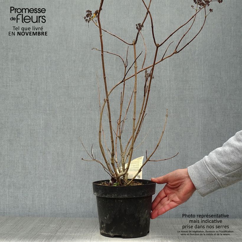 Hydrangea paniculata Levana 3L/4L pot sample as delivered in autumn