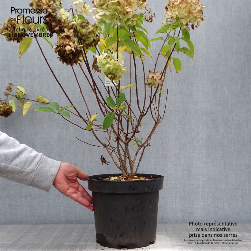 Hydrangea paniculata Limelight 6L/7L pot sample as delivered in autumn