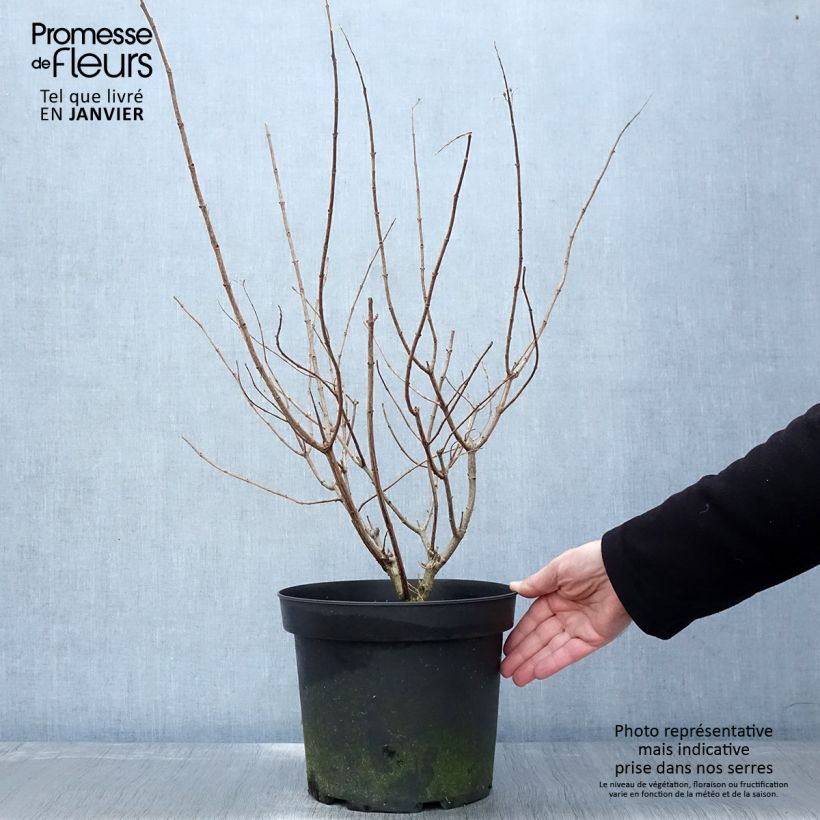 Hydrangea paniculata Limelight 6L/7L pot sample as delivered in winter