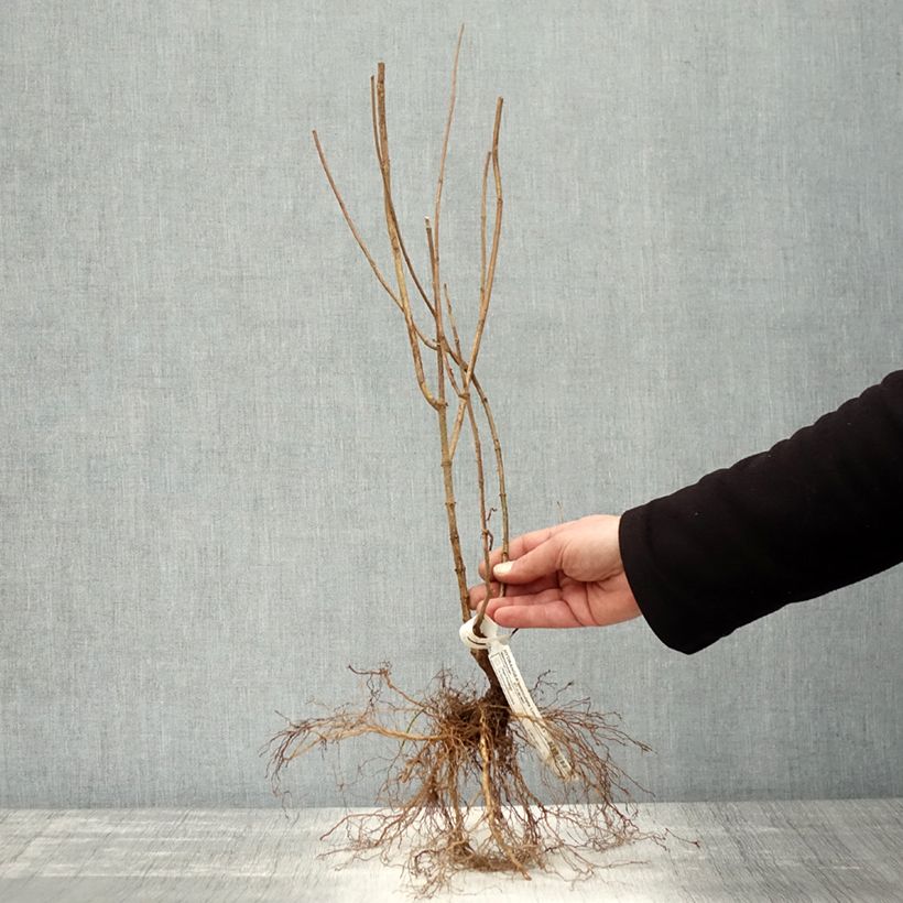 Hydrangea paniculata Limelight Bare root sample as delivered in winter