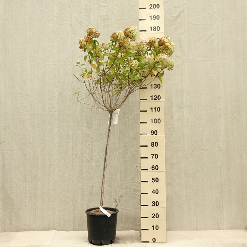 Hydrangea paniculata Limelight 7.5L/10L pot sample as delivered in summer
