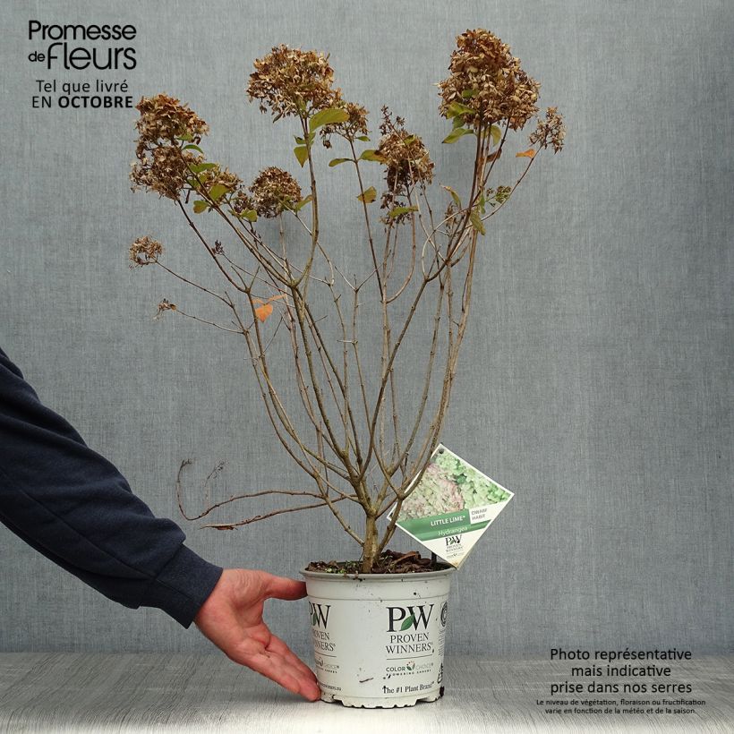 Hydrangea paniculata Little Lime 3L/4L pot sample as delivered in autumn
