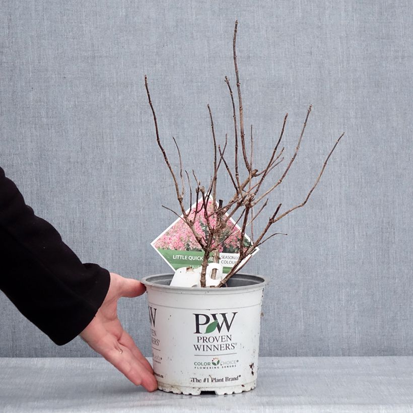 Hydrangea paniculata Little Quick Fire 3L/4L pot sample as delivered in winter