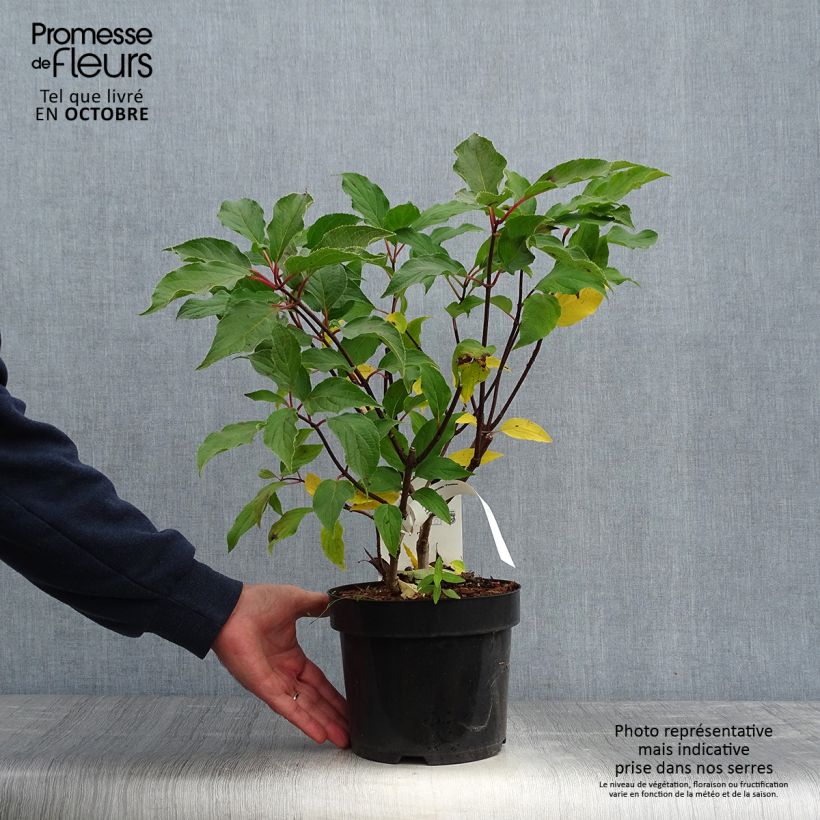 Hydrangea paniculata Phantom - Panicle Hydrangea 2L/3L pot sample as delivered in autumn