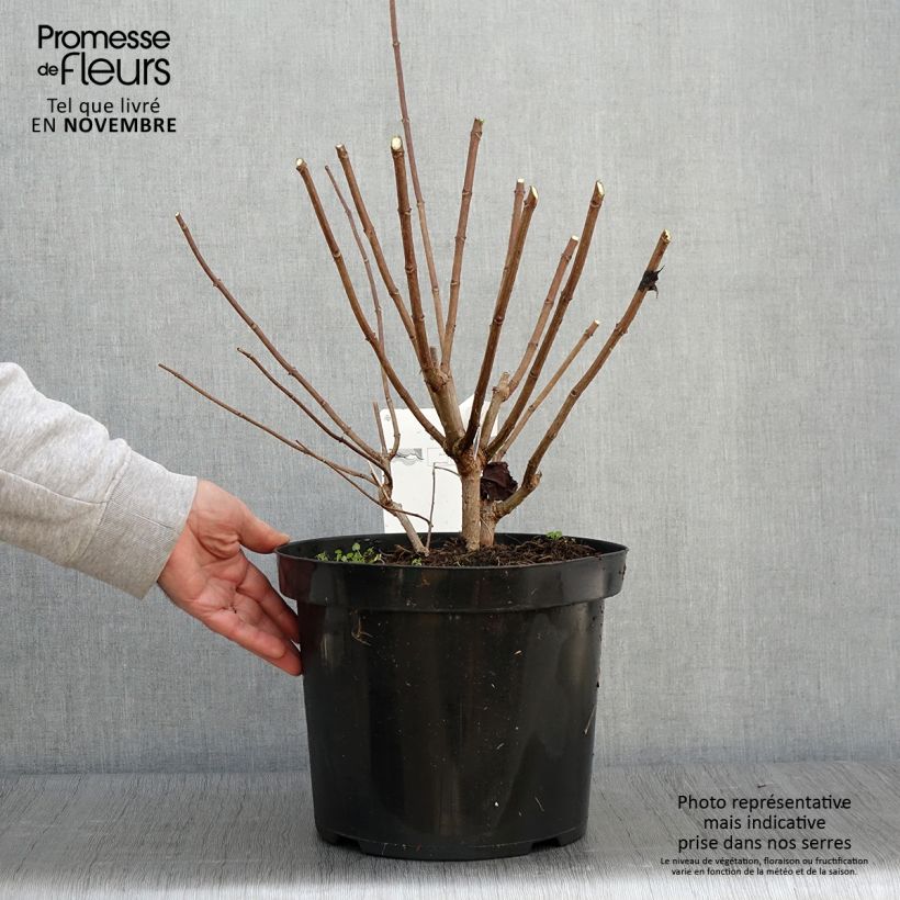 Hydrangea paniculata Phantom - Panicle Hydrangea 7.5L/10L pot sample as delivered in autumn