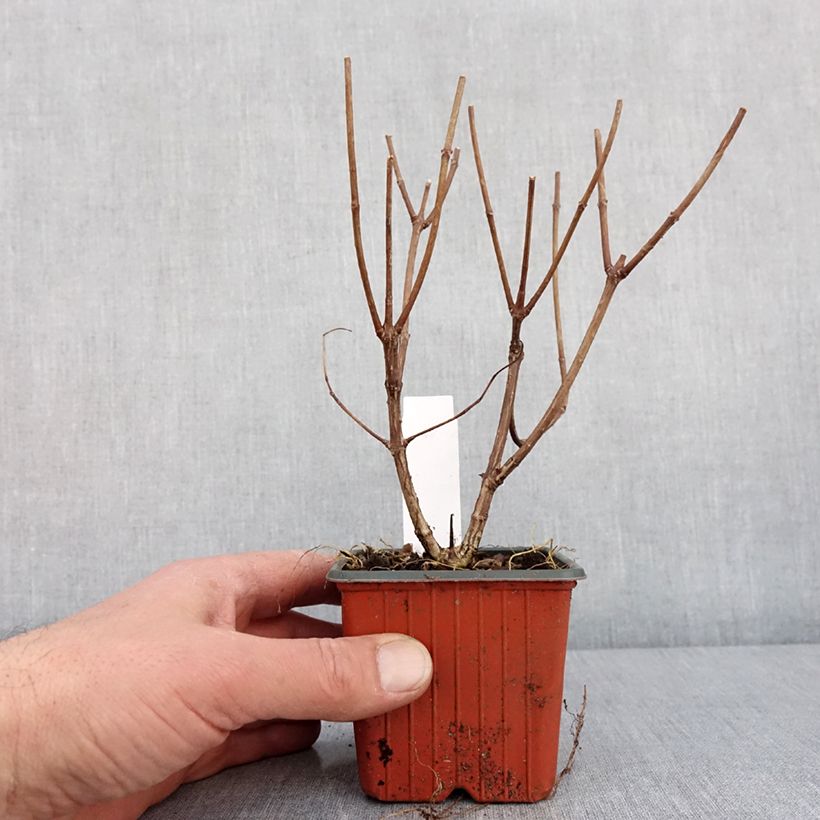 Hydrangea paniculata Pink Diamond 8/9 cm pot sample as delivered in winter