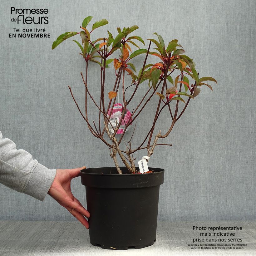 Hydrangea paniculata Vanille Fraise 7.5L/10L pot sample as delivered in autumn