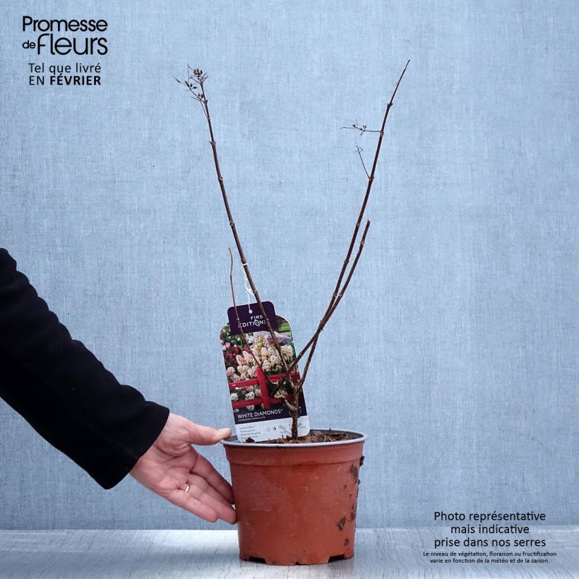 Hydrangea paniculata White Diamond 3L/4L pot sample as delivered in winter