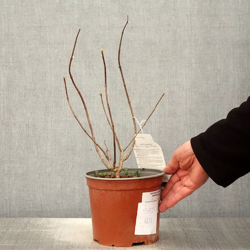 Hydrangea paniculata White Diamond 3L/4L pot sample as delivered in spring