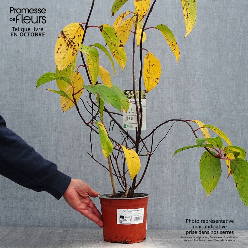 Hydrangea paniculata White Moth 2L/3L pot sample as delivered in autumn