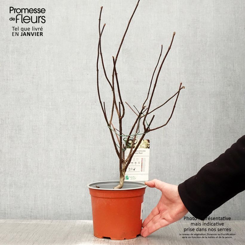 Hydrangea paniculata White Moth 2L/3L pot sample as delivered in winter