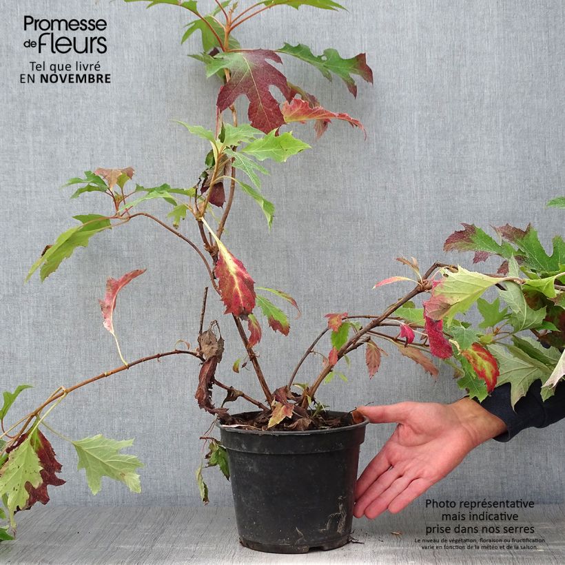 Hydrangea quercifolia Ice Crystal 4L/5L pot sample as delivered in autumn