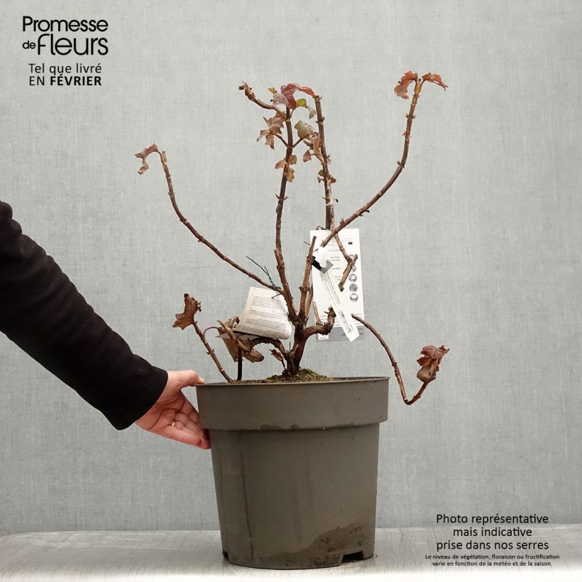 Hydrangea quercifolia Ruby Slippers 7.5L/10L pot sample as delivered in winter