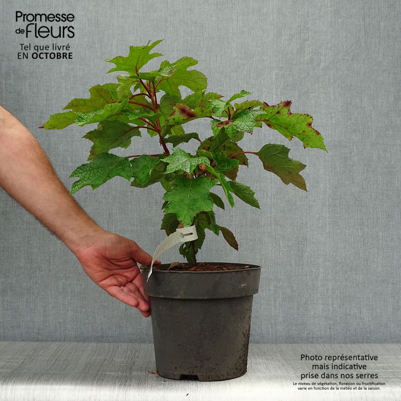 Hydrangea quercifolia Ruby Slippers 3L/4L pot sample as delivered in autumn
