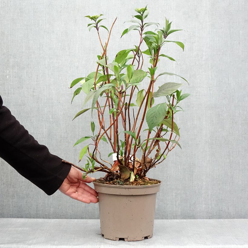 Hydrangea Renaissance 4L/5L pot sample as delivered in spring