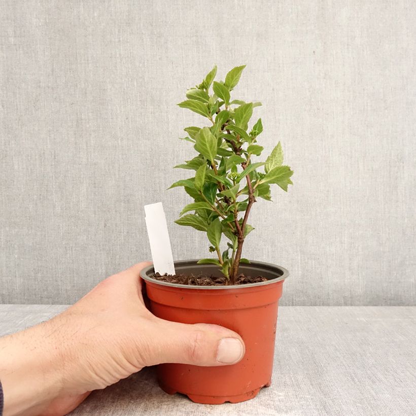Hydrangea scandens First Love® 12cm pot sample as delivered in spring