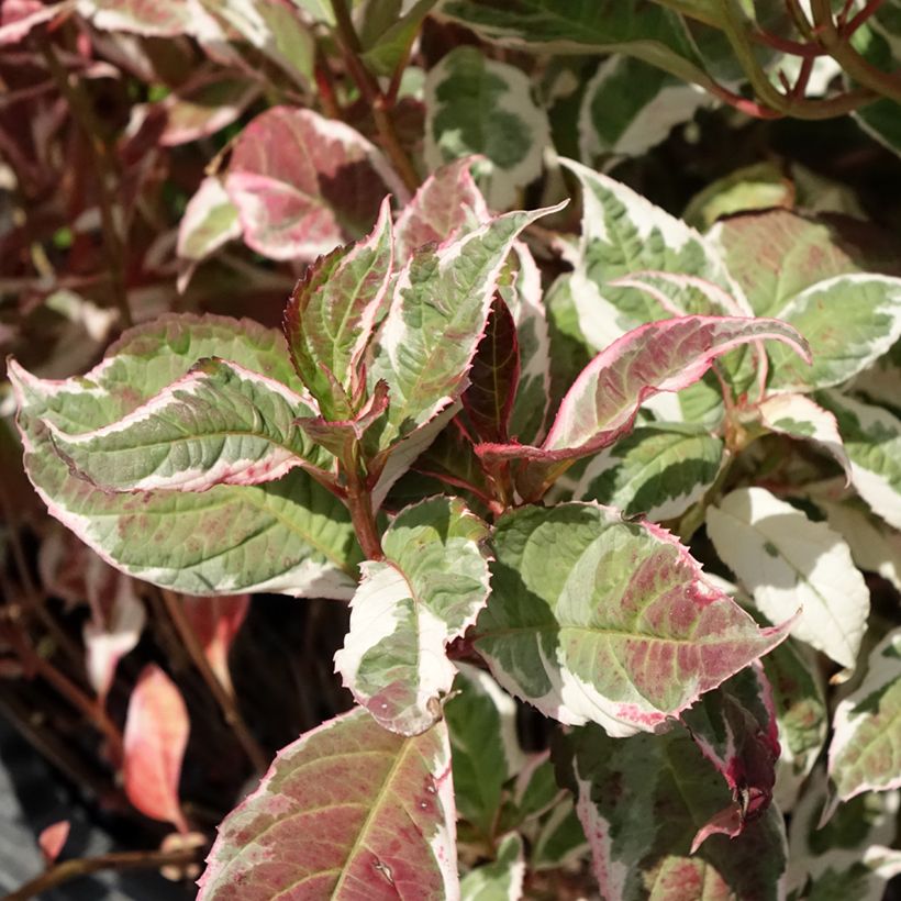 Hydrangea serrata Euphoria Pink (Foliage)