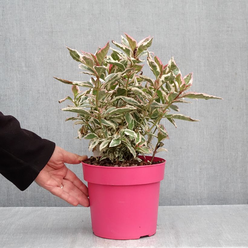 Hydrangea serrata Euphoria Pink 3L/4L pot sample as delivered in autumn