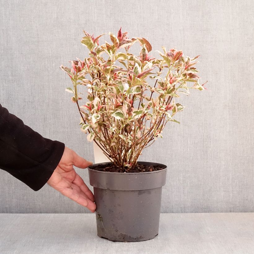 Hydrangea serrata Euphoria Pink 3L/4L pot sample as delivered in spring