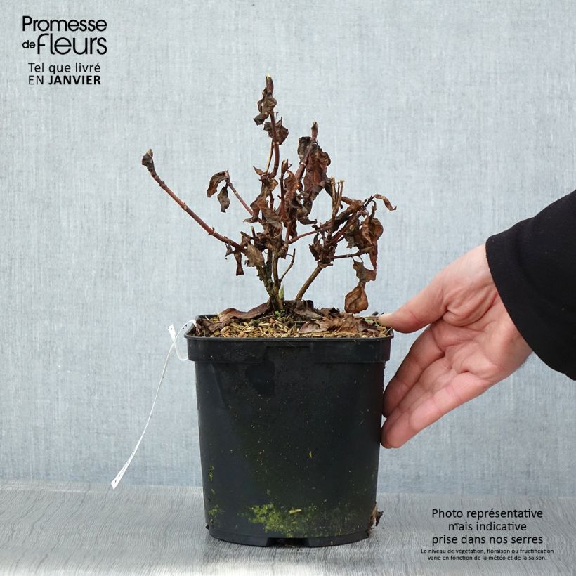 Hydrangea serrata Impératrice Eugénie - Mountain Hydrangea 2L/3L pot sample as delivered in winter