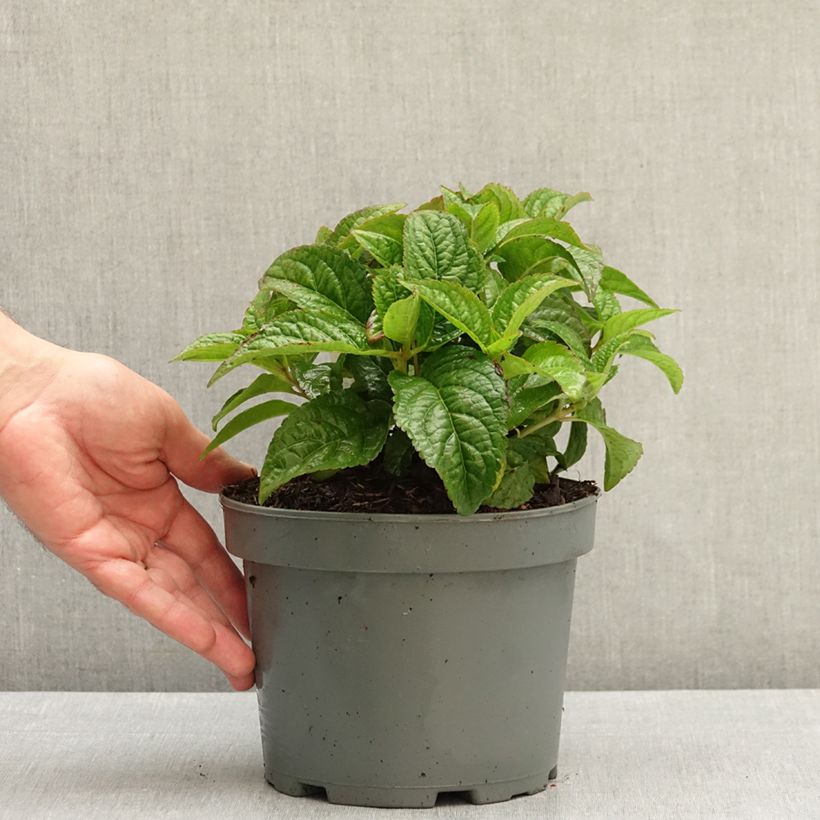 Hydrangea serrata Oamacha - Mountain Hydrangea 2L/3L pot sample as delivered in autumn