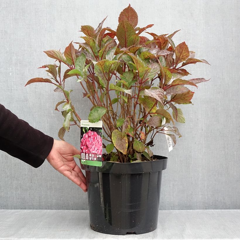 Hydrangea serrata Preziosa - Mountain Hydrangea 7.5L/10L pot sample as delivered in autumn