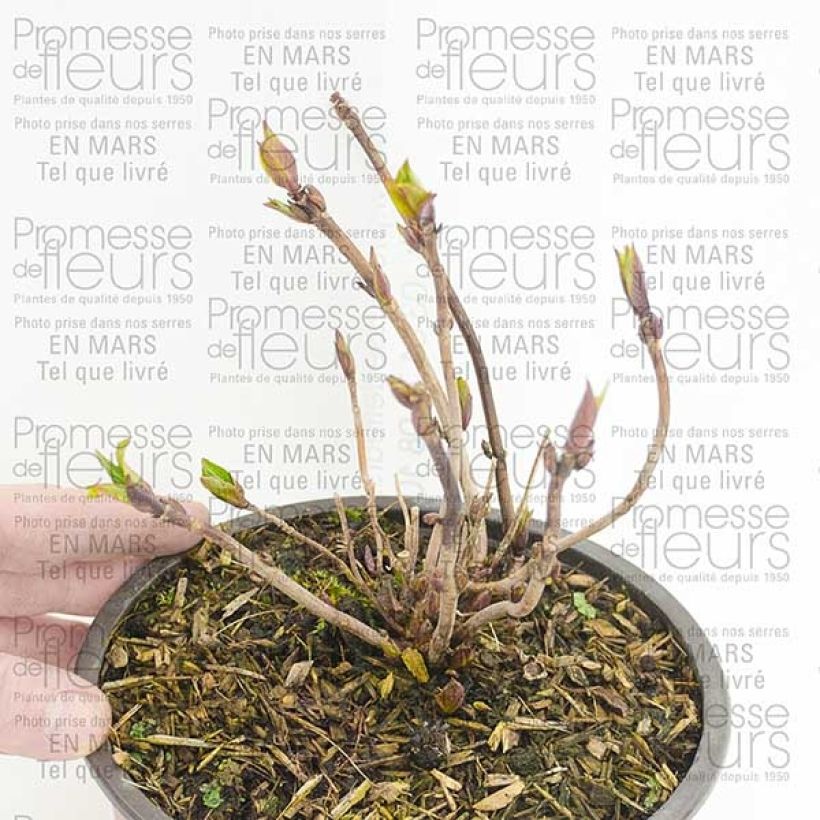 Example of Hydrangea serrata Santiago - Mountain Hydrangea 2L/3L pot specimen as delivered
