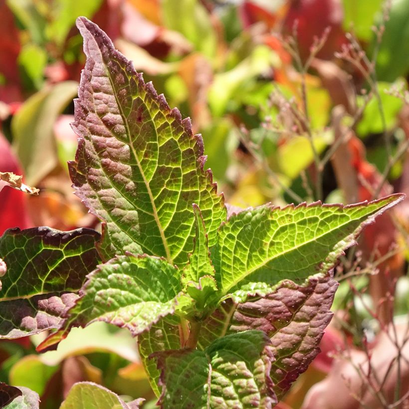 Hydrangea serrata Summer Glow (Foliage)